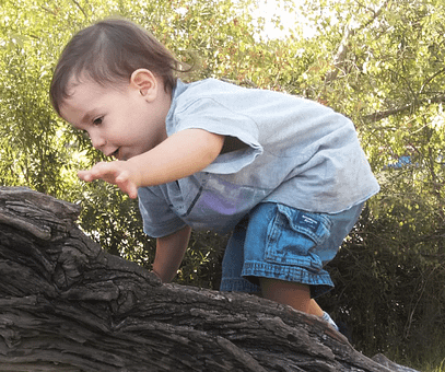 ילד מטפס על עץ